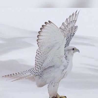 TurkiAlorayir's profile picture. صاحب الحساب انتقل الى رحمة الله دعواتكم له بالرحمه والمغفرة