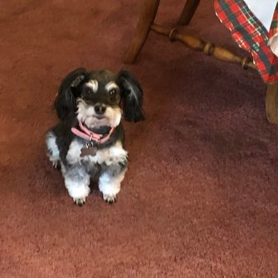 poppy_harrolah's profile picture. 