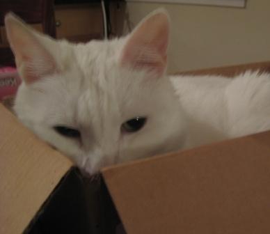 I curl up in boxes. I look out windows. I like naps. I get to go outside and chase butterflies. I am forever in my Staff's heart, even though I've gone to RB.