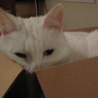 Babes the Cat (@misterbabes) Twitter profile photo