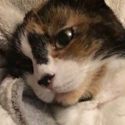 Perfumed Soapさんのプロフィール画像