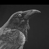 Dr. Heidi Backes (@heidibackes1) 's Twitter Profile