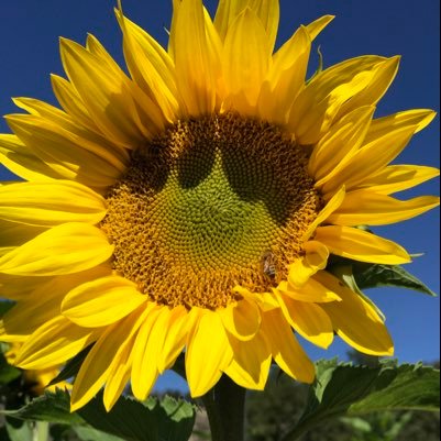 ssunflowerfever's profile picture. 