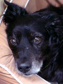 inuseikatsu's profile picture. docomo･au･SoftBank公式モバイルサイト｢犬生活｣を運営しています！愛犬HIME♀15歳と一緒に出社して、ずっと一緒！また、「柿渋」を通して日本古来の良いものを提供する事業もしています！いろいろお力お貸し下さい｡