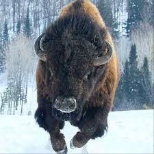 MB_Bison's profile picture. 