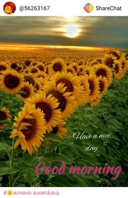 nivetha15444030's profile picture. updation, surf on the web