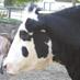 The historical Lewis Oliver Farm is located in Northport,NY and home to our beloved family of hooved, feathered and furry souls. Come by and visit them!