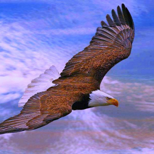 Eagle747Eagle's profile picture. ‏‏‏‏‏‏‏ وفي ثنايا القلب مرساها وسكناها.... ♥️⚓️⛺