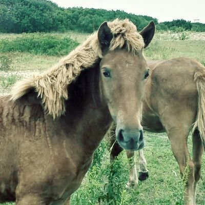 Wild and Free Roaming Horses and Burros..#wildhorses 🐴
Animal Rights - All Life Matters
@TweetCongress @AppropsDems @HouseAppropsGOP @SenateGOP
#yes2safe
