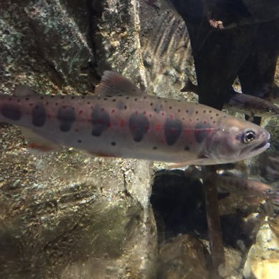 DokkanDokkand's profile picture. ドラゴンボール垢 ドッカンテーブルアカツキfuck you！！