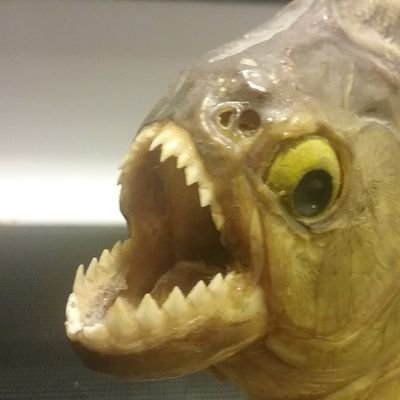 THeReviledathon's profile picture. I ain't saying nothin..