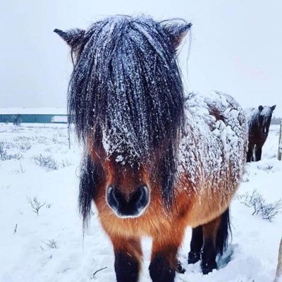 CivicTweeter's profile picture. 