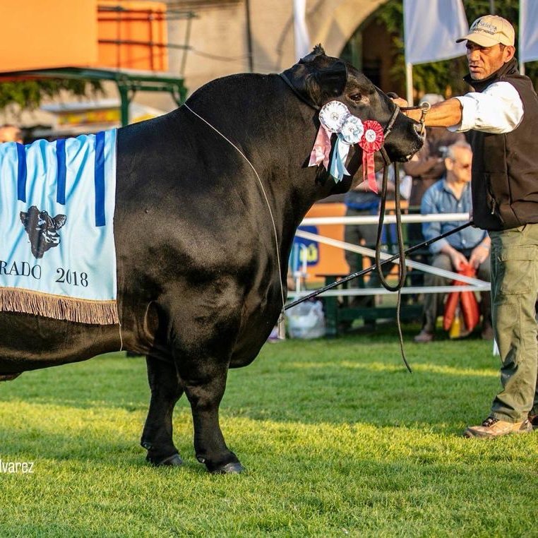 Somos una cabaña  de Angus con el respaldo genético de grandes cabañas con trayectoria nacional e internacional. No dude en consultar