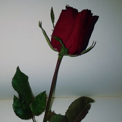 elyuay's profile picture. 🦄