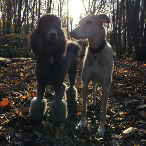 FredandTilly's profile picture. Freddie and Tilly's world