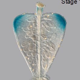 YangDong77's profile picture. Group Leader @IB-CAS and did the post-doctoral training in the Ostergaard Lab @JIC, interested in plant organ development and morphological diversification.