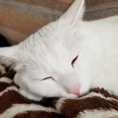 たちゃんΩさんのプロフィール画像