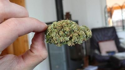 CBDOIL17's profile picture. กัญชาสามารถรักษามะเร็ง ลมชัก พาคินสัน ไมเกรน