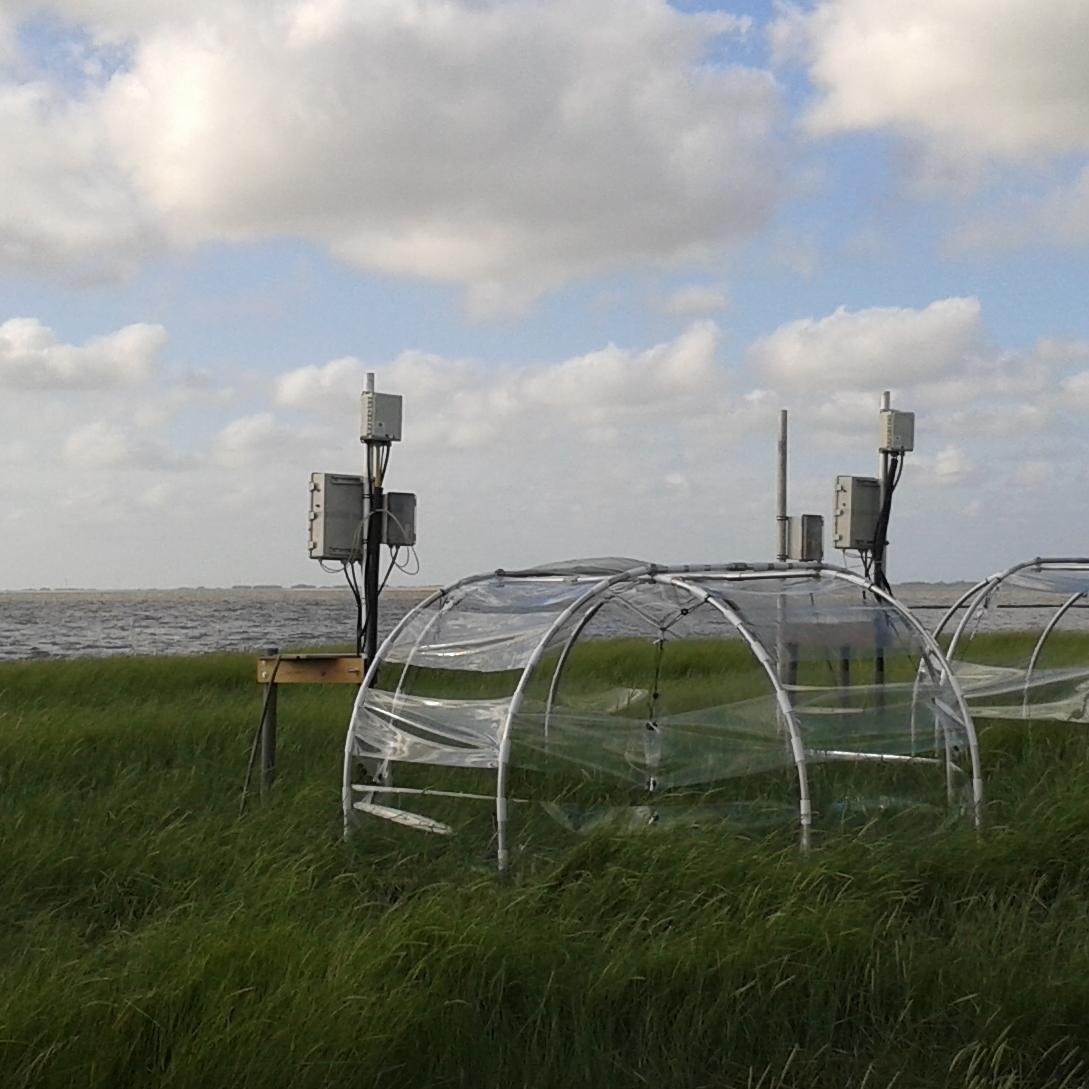 MERIT - Marsh Ecosystem Response to Increased Temperature - We study how higher temperatures will affect salt marshes. Tweets by MERIT-team. Views are our own.