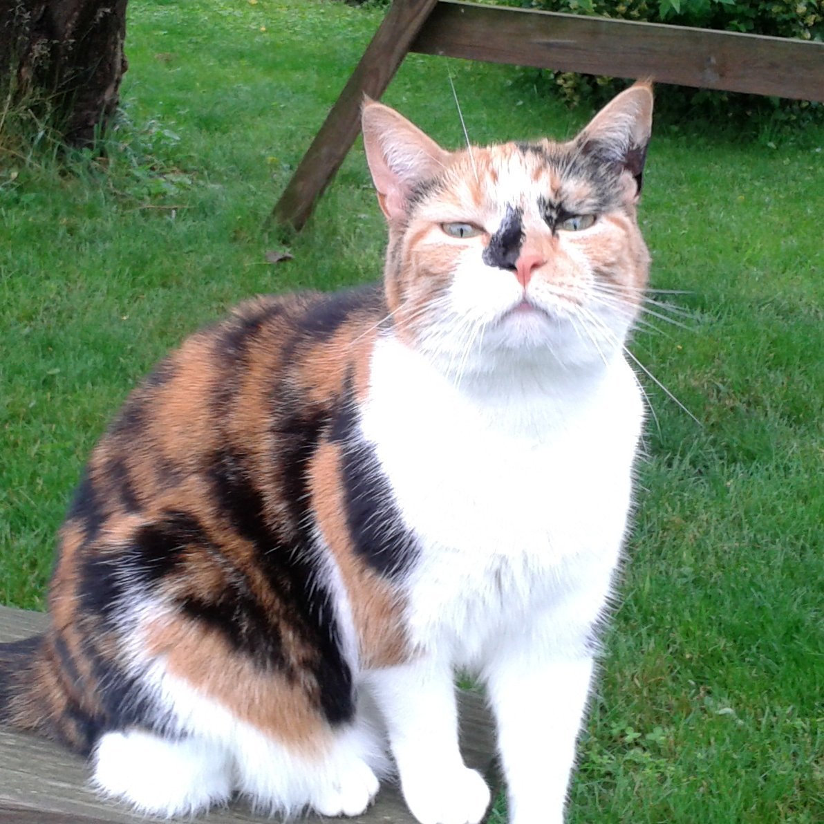 bknuth96's profile picture. Hope I am brave enough to defend animals&children with my life!  #Trump2020#2024#wwg1wga Red 20rip, beloved,amish belgian,calico Keepu2,I am 72,NO DMS