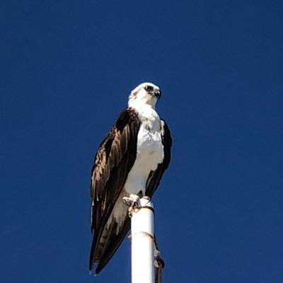 OptionsCaper's profile picture. Prop Trader following price action! Using TA + derivative strategies for cash flow! Passionate about trading & dogs!