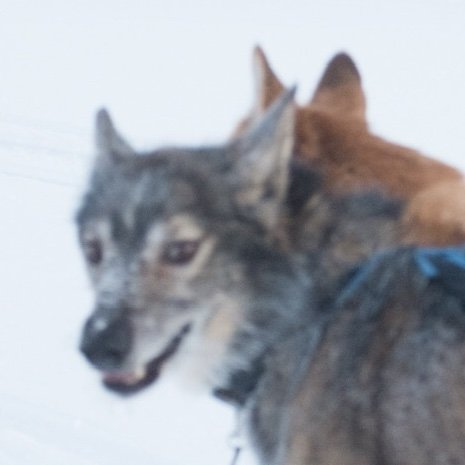 RagingDogBeast's profile picture. It's SFW, it's from a museum.