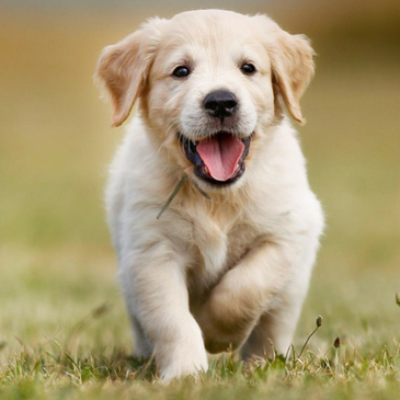 petcontacts4u's profile picture. One morning got a strange call from a friend of mine called Jack. He wanted something I was offering. Meeting him an hour later he convinced me that, using....