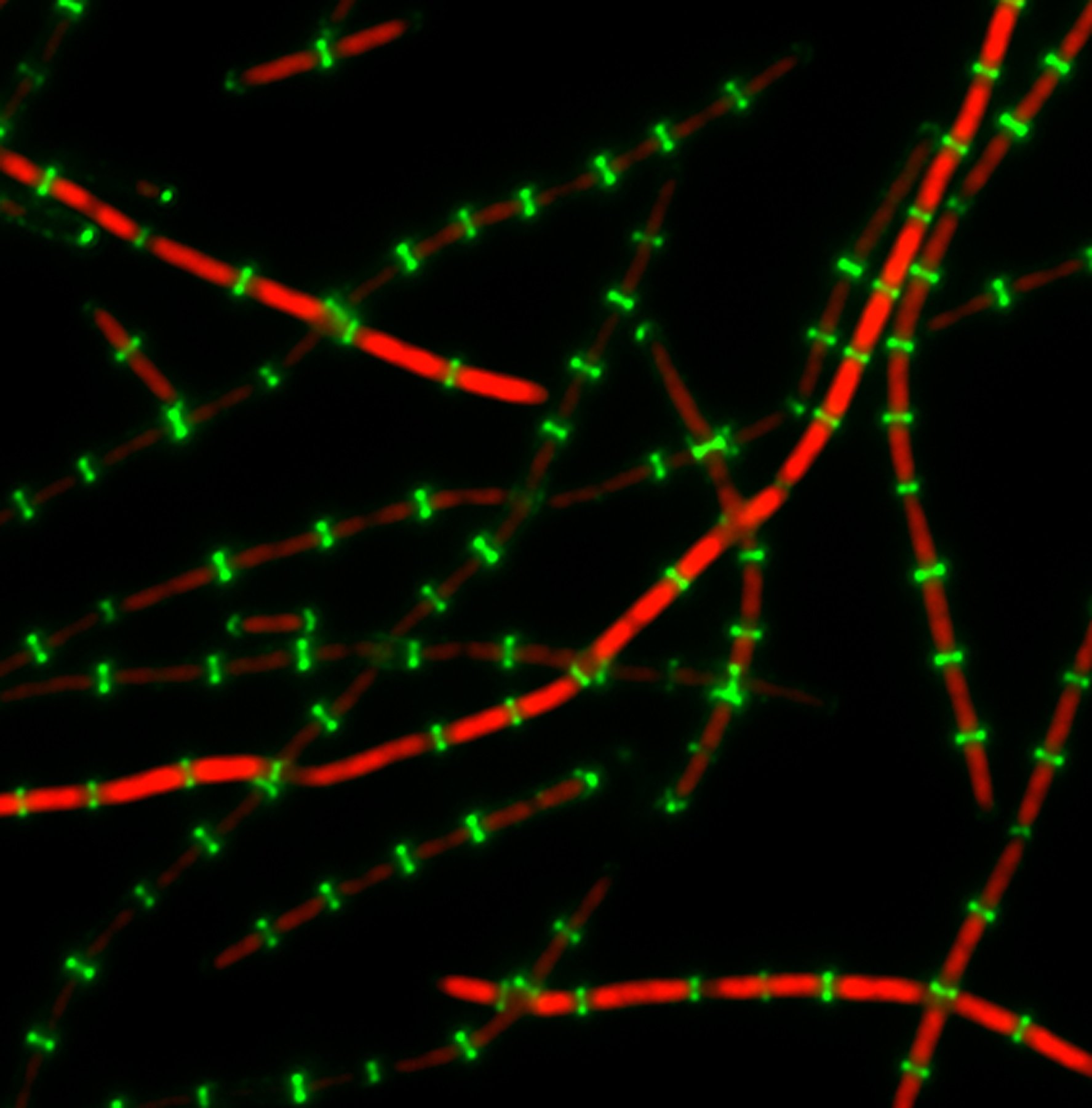 Bacterial Cell Biologist at University of São Paulo, Brazil.