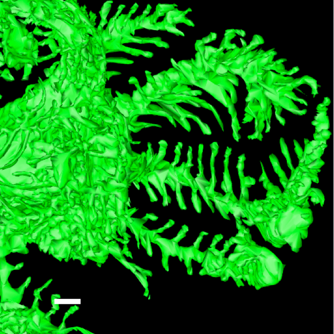 13th International Podocyte Conference, Manchester UK 🐙 #podocyte2021