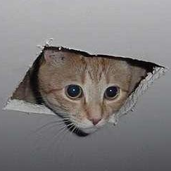 Ceiling Cat Salient Points Twitter