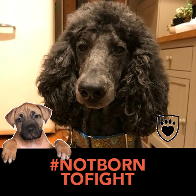 GrannyIsobel's profile picture. Mum of one, Granny of one, my best girls. The things that bring me most joy in life are usually free and priceless. Proud Pigoneer 🐷 VLM 🌳