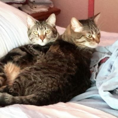 Tabby sister rescue kitties living with a proud liberal college Instructor