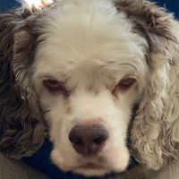Michael Schwartz (@schwartzonsec) 's Twitter Profile Photo Michael Schwartz (@schwartzonsec) 's Twitter Profile Photo