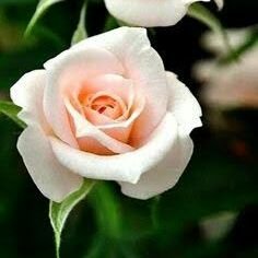 @oktay_gulizar