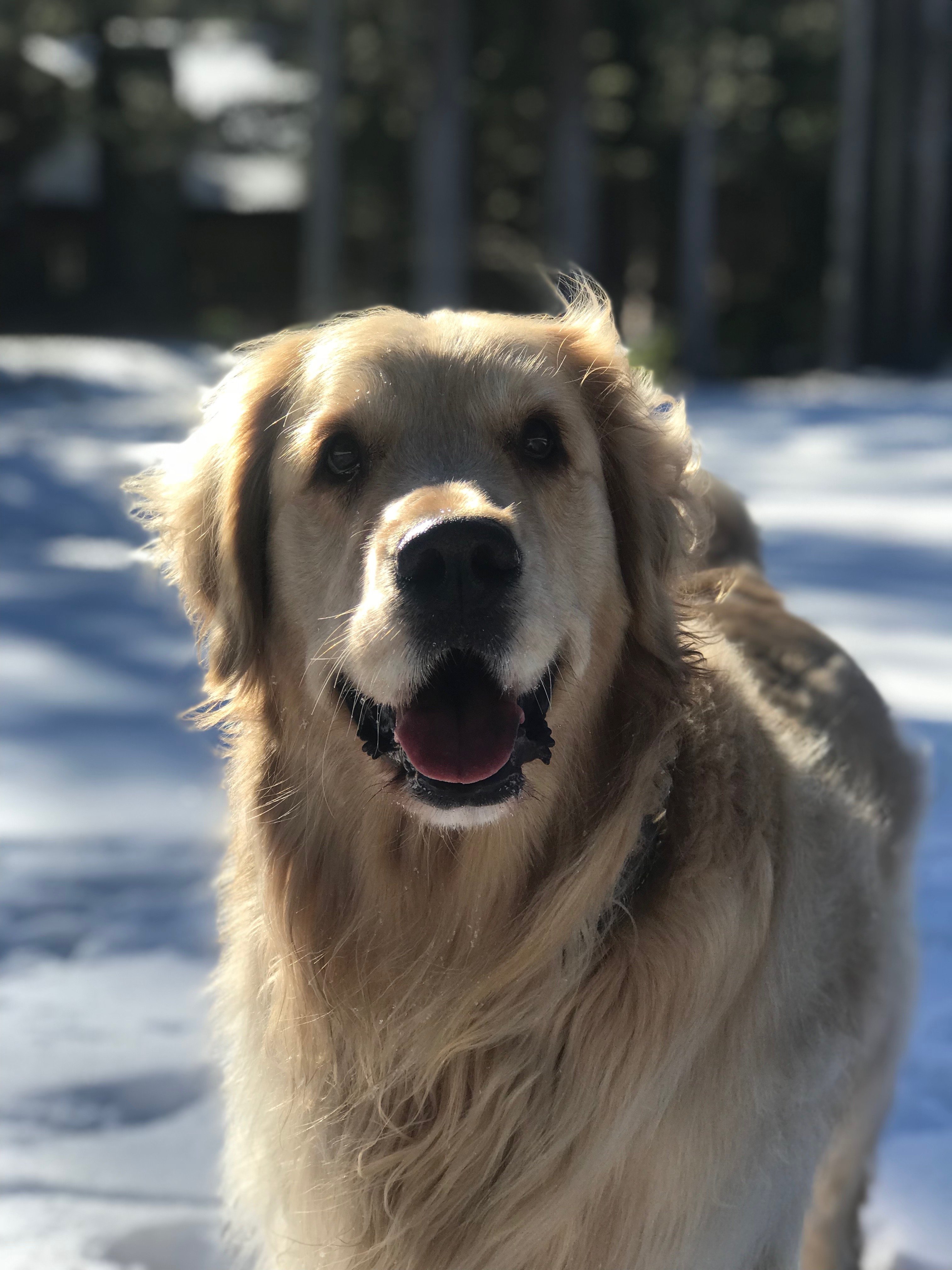 tnelsonsd's profile picture. 