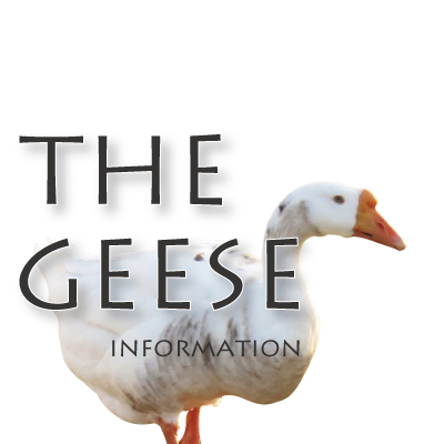 thegeese_info Profile Picture