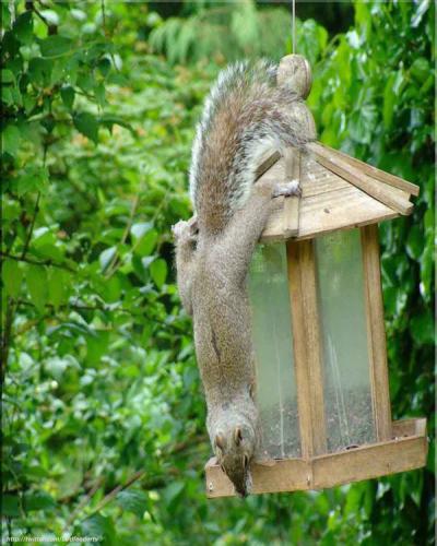 Documenting the activity surrounding 3 bird feeders in British Columbia, Canada.