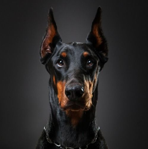 jorgecnhm's profile picture. hola