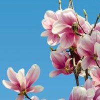 OFT (@oft_tsukushino) 's Twitter Profile