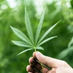 TheCannabis.com (@thecannabiscom) Twitter profile photo TheCannabis.com (@thecannabiscom) Twitter profile photo
