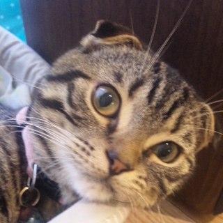 senyo_senyo's profile picture. 岡山のPHPエンジニアです。