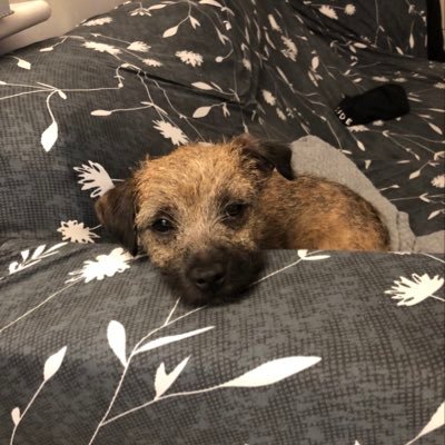 I’m Reggie the BT. Love my humans almost as much as food and chewing. Squeaky toys have a special place in my heart. “The Great Escape” was probably based on me