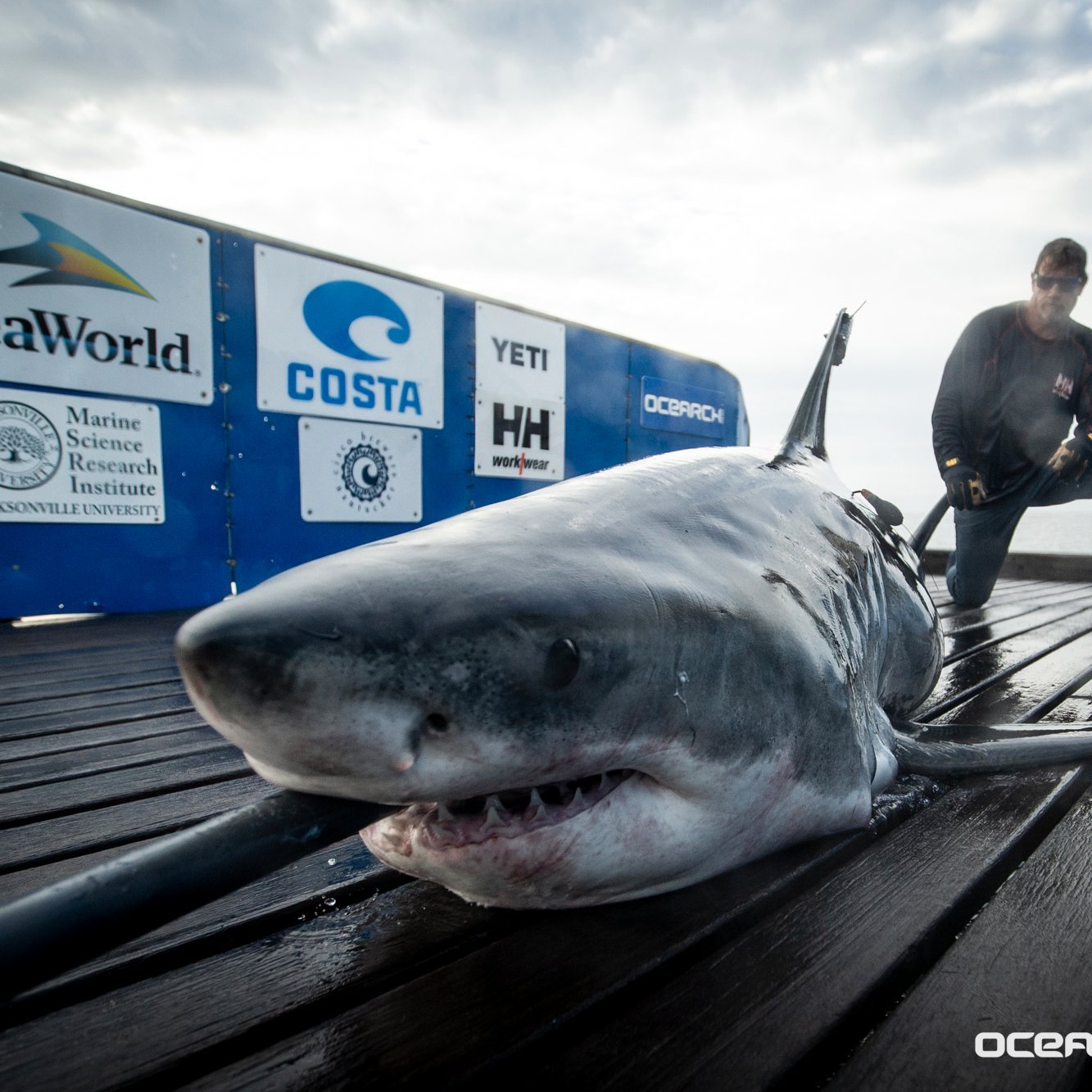 I am a 10-foot long white shark tagged off Mayport, FL by the @OCEARCH team