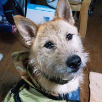 牛飼 (@warawa_misaki) 's Twitter Profile Photo 牛飼 (@warawa_misaki) 's Twitter Profile Photo