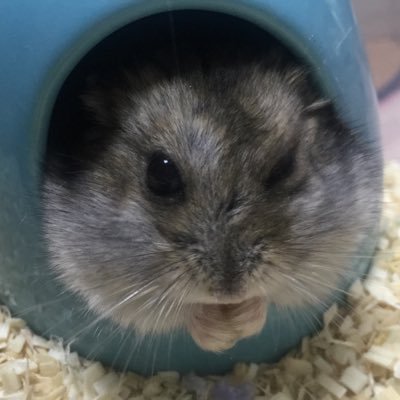 Moonkachooo's profile picture. 아스트로에 대한 총공이 있을시 네발로 호다닥 달려가는 타입