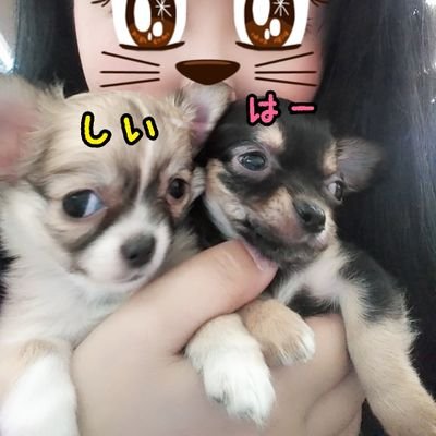 はーしいず 待ての練習してみました はーちゃんがどうしても立っちゃうんですよね 教え方が下手っぴーなのかも チワワ チワワパピー チワワ多頭飼い 犬好きさんと繋がりたい はーしいず 待ての練習してみました はーちゃんがどうしても立っちゃうんですよね 教え方が下手っぴーなのかも チワワ チワワパピー チワワ多頭飼い 犬好きさんと繋がりたい