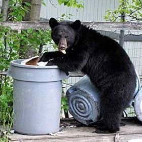B is for Bear, Bull, Boring consolidation or Bitcoin for that matter ...
dumpster diving in an age of laser eyes and ape profiles