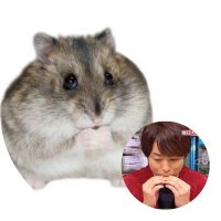 チェスト🐿🐿🐿 (@dream_chance418) Twitter profile photo