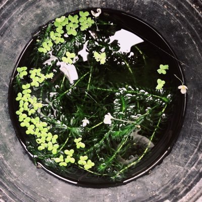 ukakomark's profile picture. 心理占星術とデスクワークを愛する凡アス(凡庸なアストロロジャー)です。猫は心に一匹。ウル活4年生(2022年7/31に初代ウルトラマン第一話を初視聴)。いかなるヘイトスピーチにも賛同いたしません。