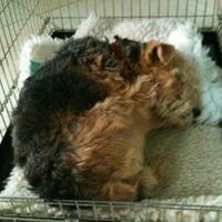 Ruby Wray - @Rubywraydog Twitter Profile Photo